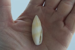 Nebularia edentula