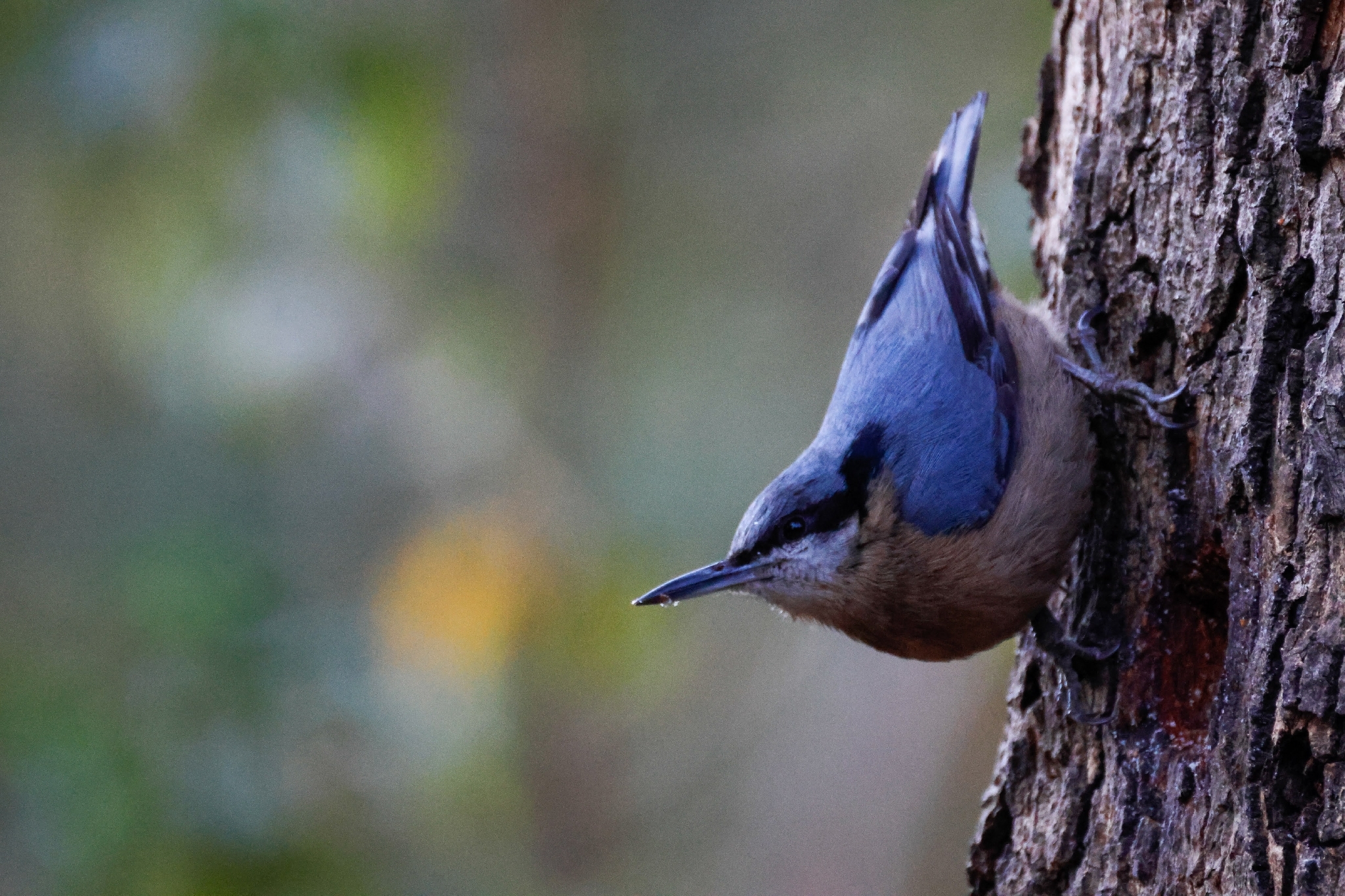 Chestnut-bellied Nuthatch (Sitta cinnamoventris), photo 10