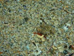 Platycephalus caeruleopunctatus