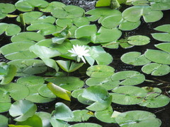 Nymphaea odorata odorata