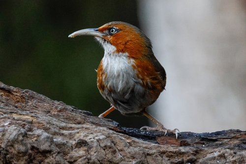 Rusty-cheeked Scimitar Babbler (Erythrogenys erythrogenys), photo 9