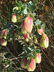 Pimelea physodes