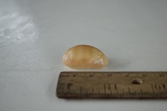 Lyncina schilderorum