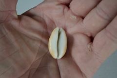Lyncina schilderorum