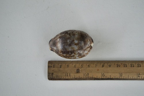 Mauritia maculifera observed 2019-12-12