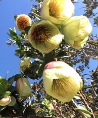 Pimelea physodes