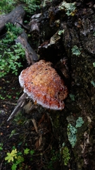 Postia pelliculosa