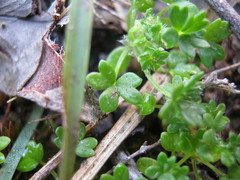 Hydrocotyle foveolata
