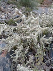 Aerva javanica