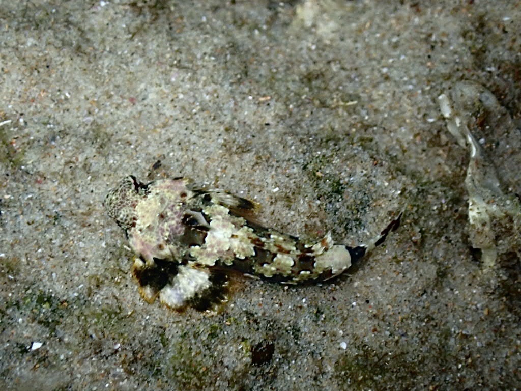Ocellated dragonet (Neosynchiropus ocellatus) — Callionymidae