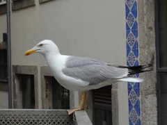 Larus michahellis