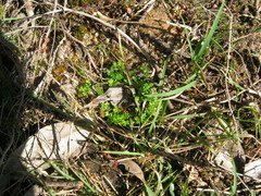 Hydrocotyle foveolata