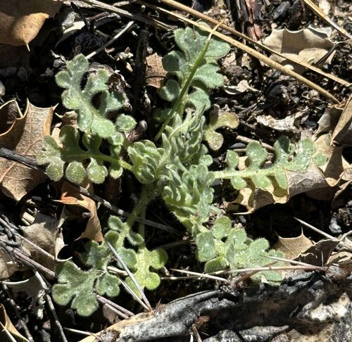 Baby blue eyes foliage