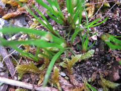 Centrolepis aristata