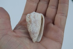 Conus pulicarius