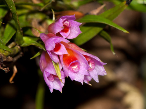 Dendrobium alaticaulinum P.Royen