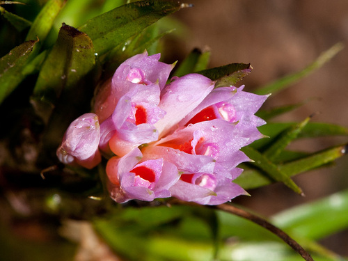 Dendrobium alaticaulinum P.Royen 2