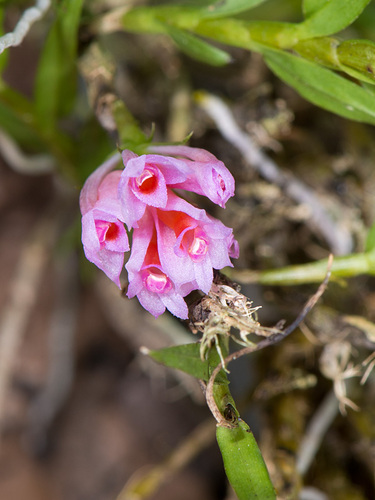 Dendrobium alaticaulinum P.Royen 3