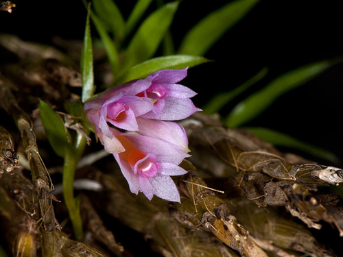 Dendrobium alaticaulinum P.Royen 4