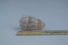Conus pulicarius