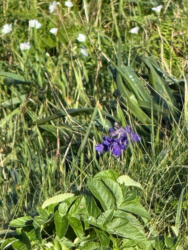 Delphinium decorum, photograph 6
