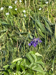 Delphinium decorum, photograph author not stated, no rights reserved
