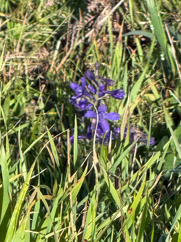 Delphinium decorum, photograph 5