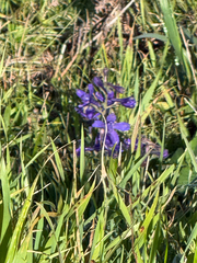 author not stated, no rights reserved Delphinium decorum, photograph author not stated, no rights reserved