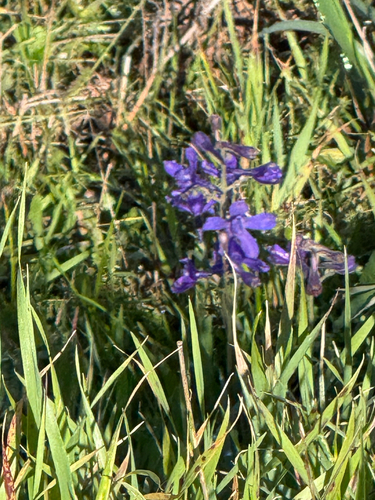 Delphinium decorum