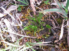 Centrolepis aristata