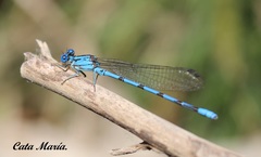 Argia tarascana