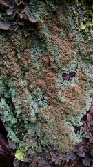 Nephroma antarcticum