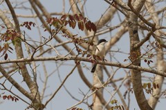 Lanius collurioides