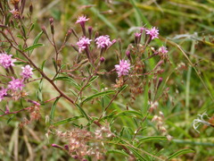 Stevia viscida