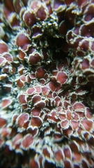 Nephroma antarcticum