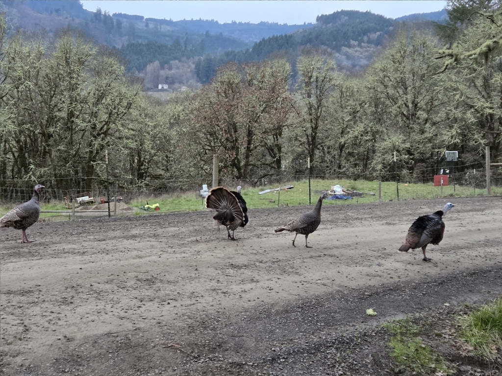 Springfield Oregon Turkeys Wild Turkey from Sheridan, OR 97378, USA on March 2, 2026 at 06:54 AM ...