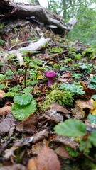 Cortinarius magellanicus