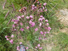 Stevia viscida