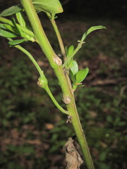 Neolasioptera lathami