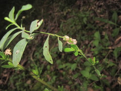 Neolasioptera lathami