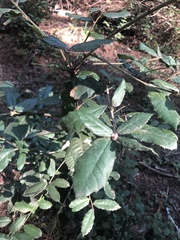 Notholithocarpus densiflorus densiflorus