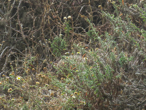 Chilean Tinamou (Nothoprocta perdicaria)