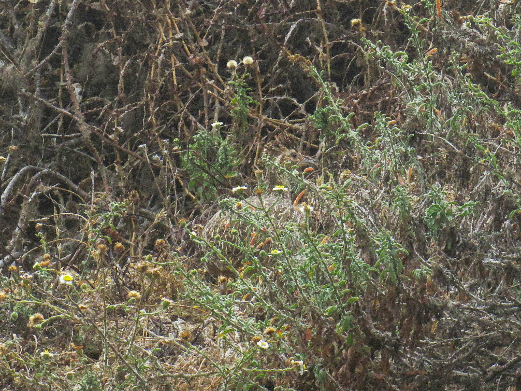 Chilean Tinamou (Nothoprocta perdicaria), photo 1
