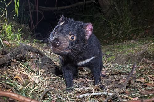 Tasmanian Devil, photo 6 of 10