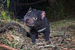 Tasmanian Devil photo 4