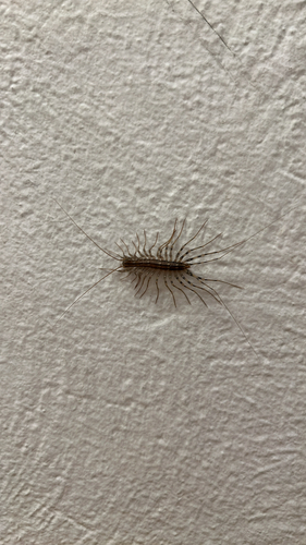 House Centipede