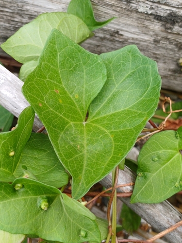 Hedge Bindweed × Sea Bindweed (Calystegia ×)