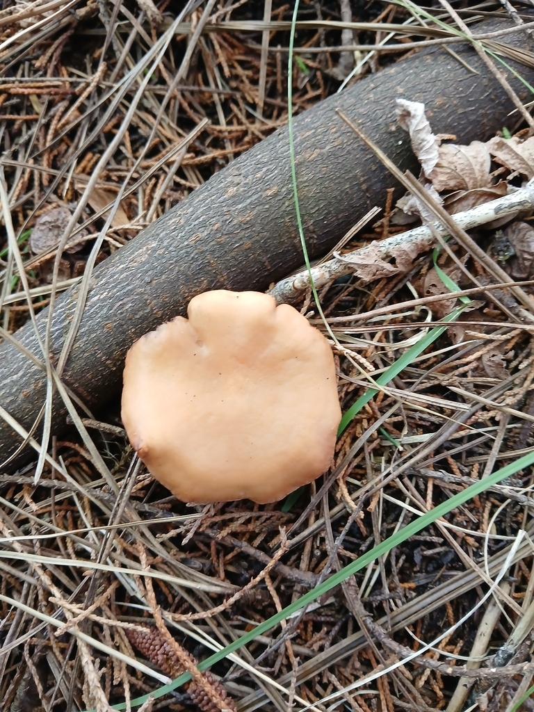 Rhodocybe piperita · March 2026 · photo: © bigfarma2017 (iNaturalist, cc-by)