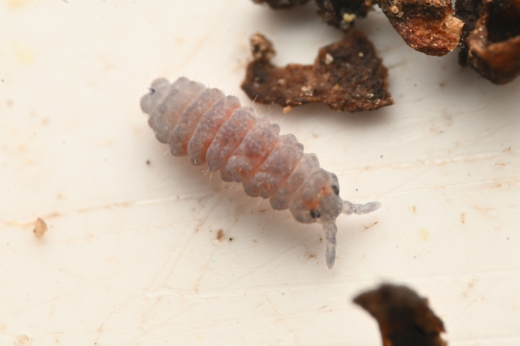 Promorulina nuda