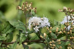 Strobocalyx esculenta